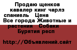 Продаю щенков кавалер кинг чарлз спаниель › Цена ­ 40 000 - Все города Животные и растения » Собаки   . Бурятия респ.